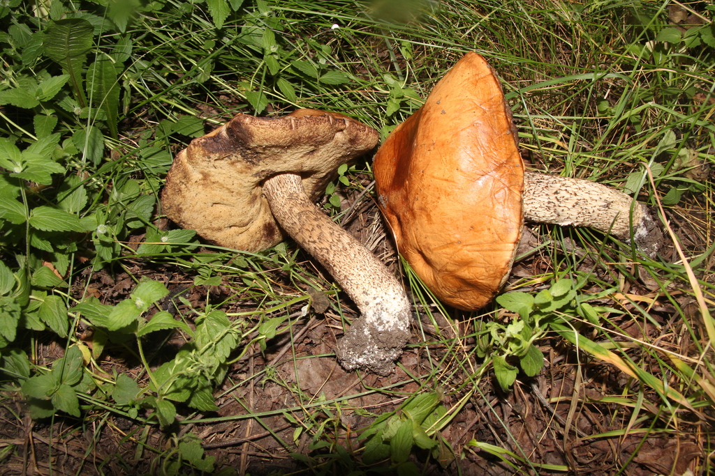 Bolet roux (Leccinum versipelle)