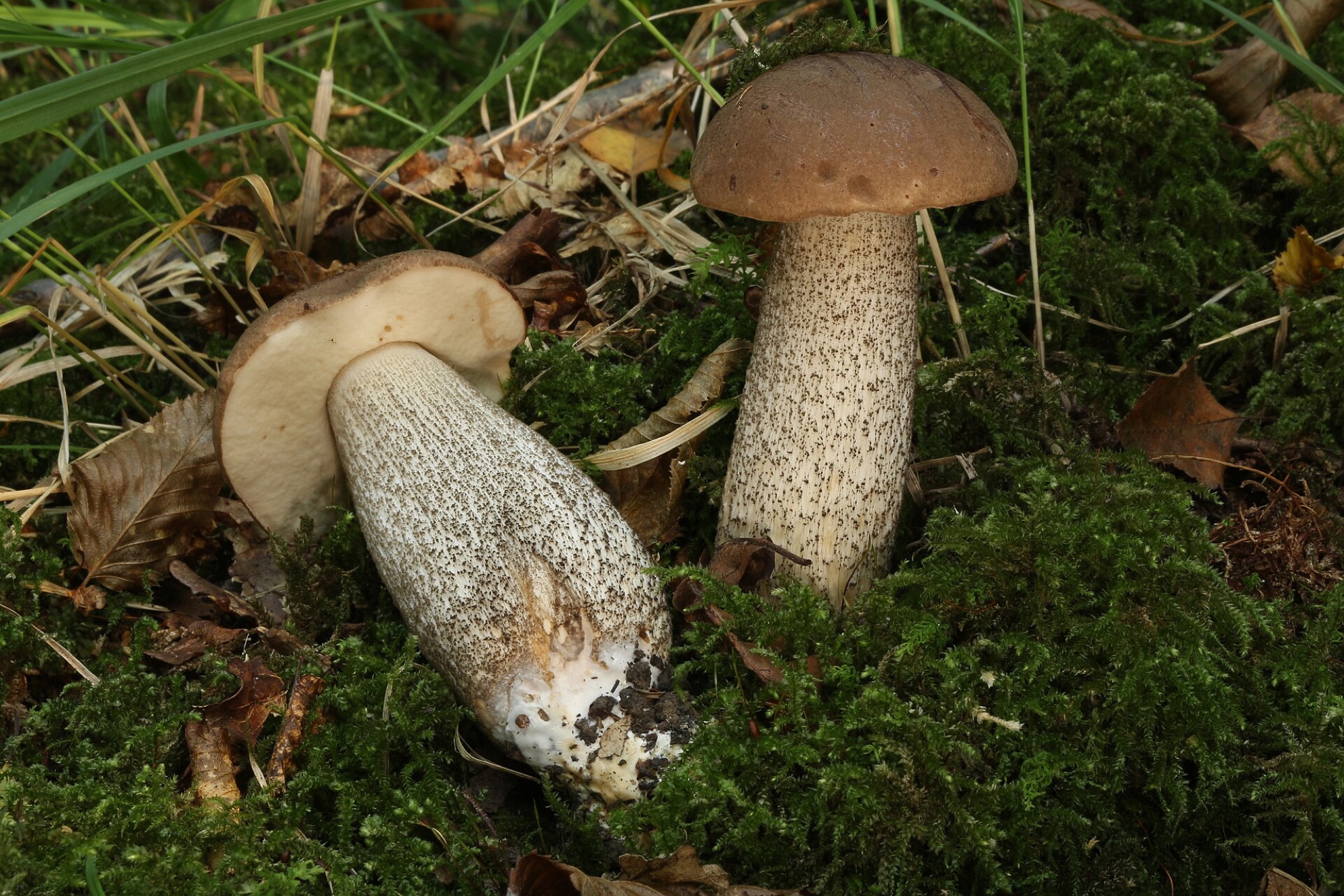Bolet rude des bouleaux (Leccinum scabrum)
