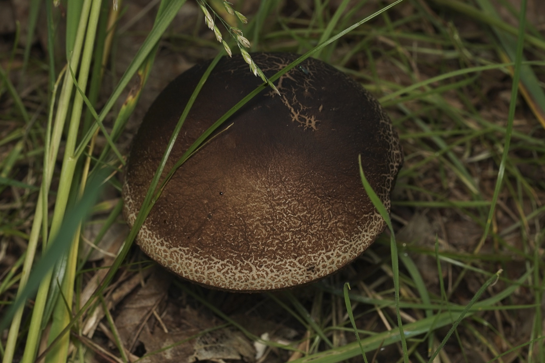 Bolet rude des charmes (Leccinellum pseudoscabrum)