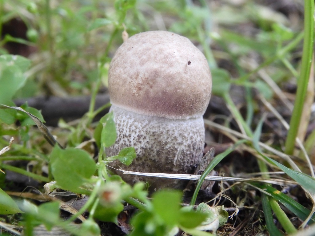 Bolet rude des peupliers (Leccinum duriusculum)