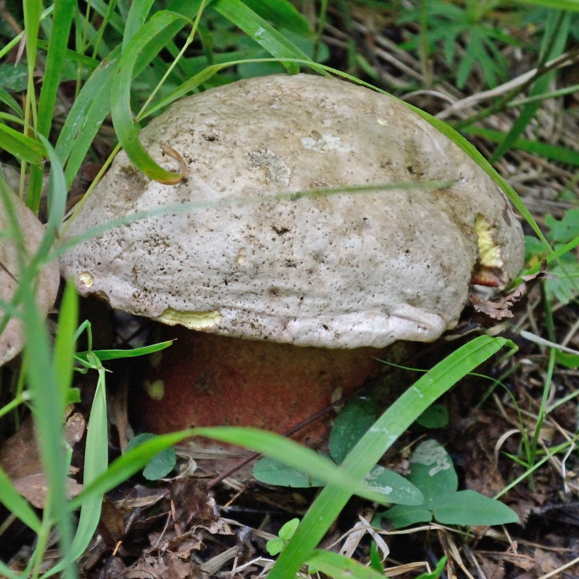 Bolet Satan (Rubroboletus satanas)