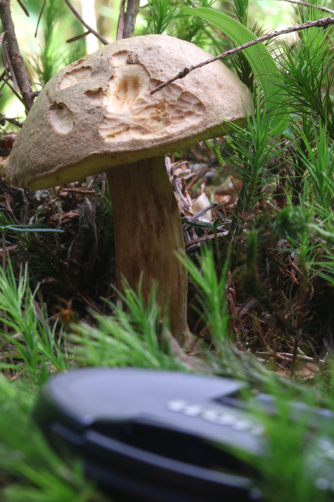 Bolet tomenteux (Xerocomus subtomentosus)