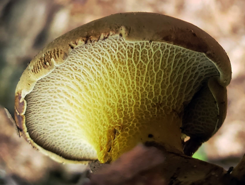 Bolet veiné (Boletinellus merulioides)