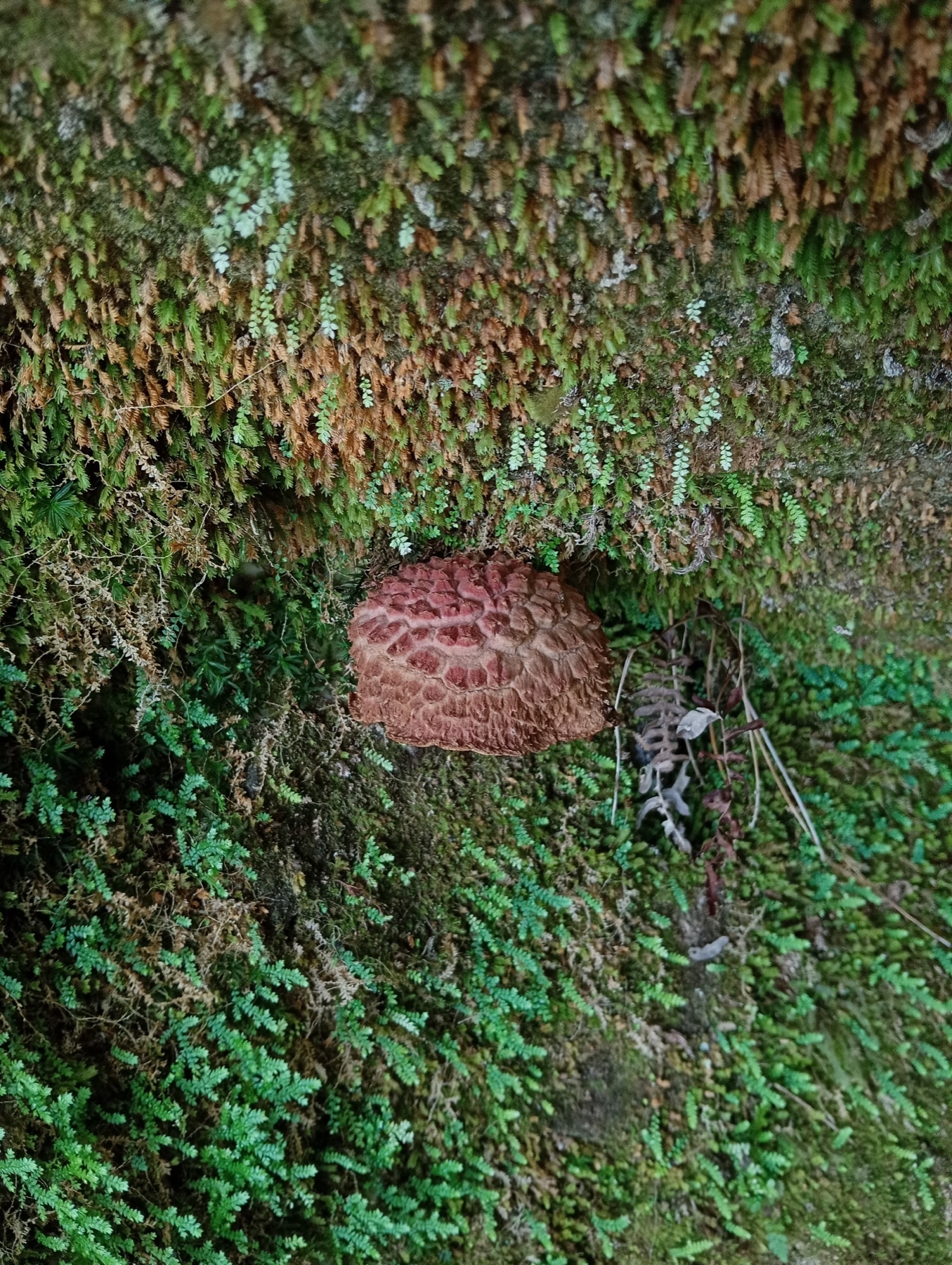 Boletellus ananas (Boletellus ananas)