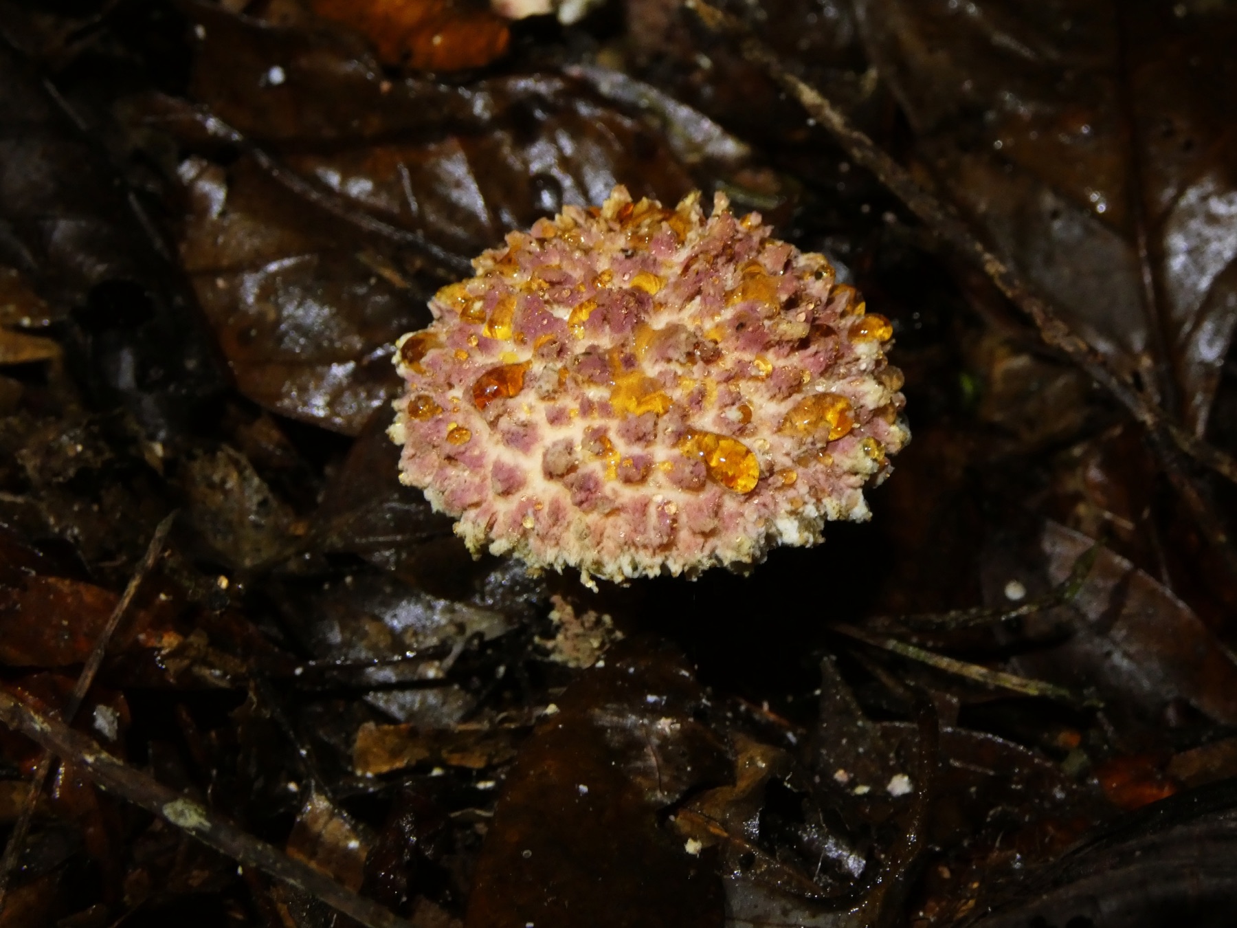 Boletellus emodensis (Boletellus emodensis)