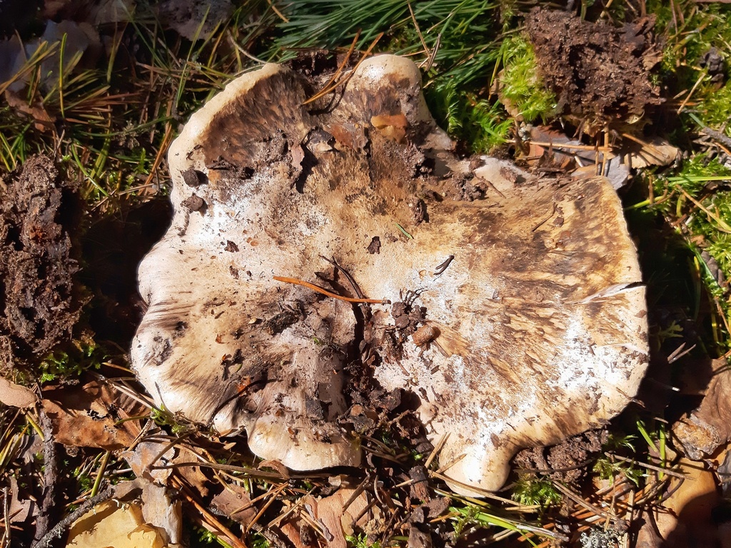Boletopsis gris (Boletopsis grisea)