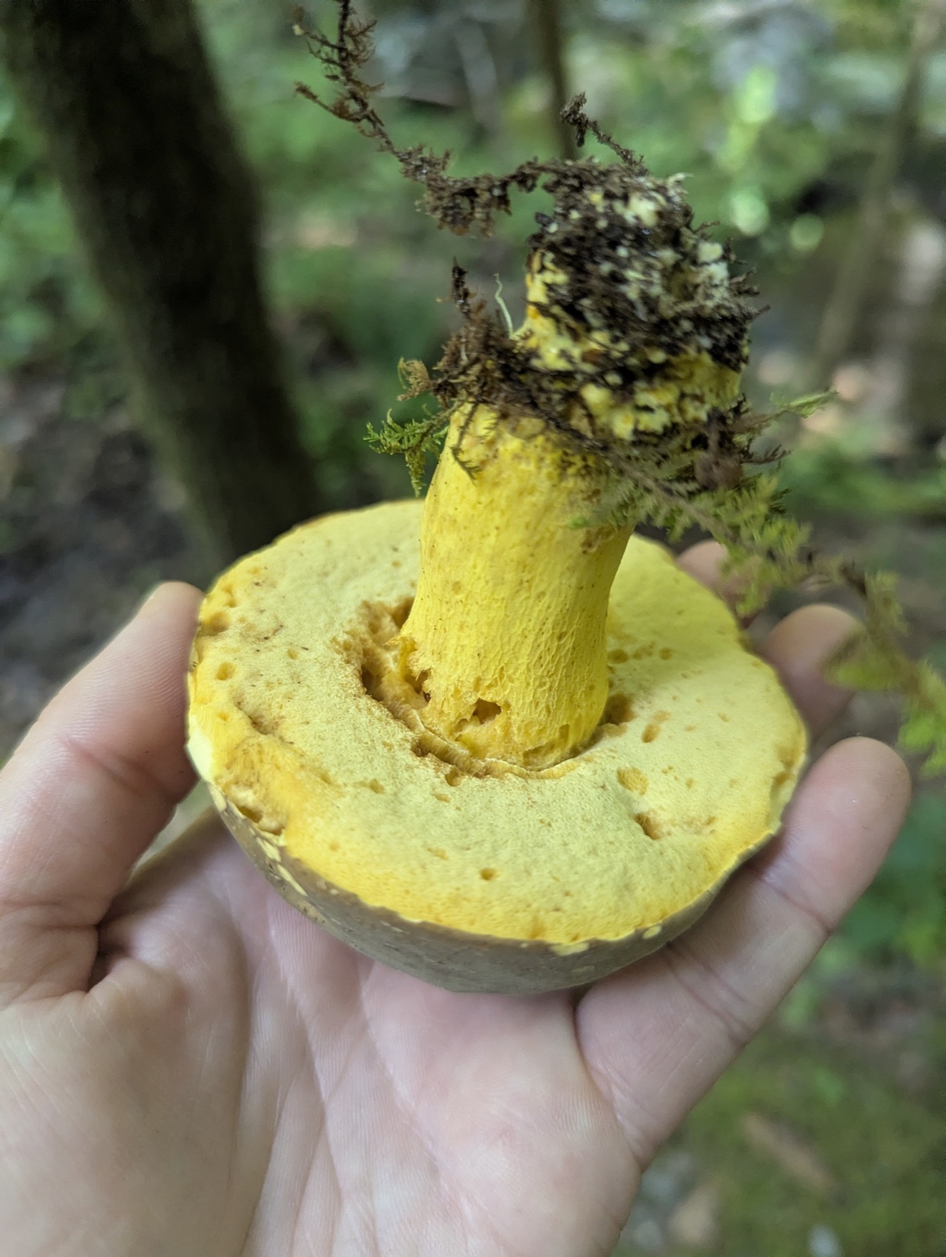 Boletus auripes (Boletus auripes)