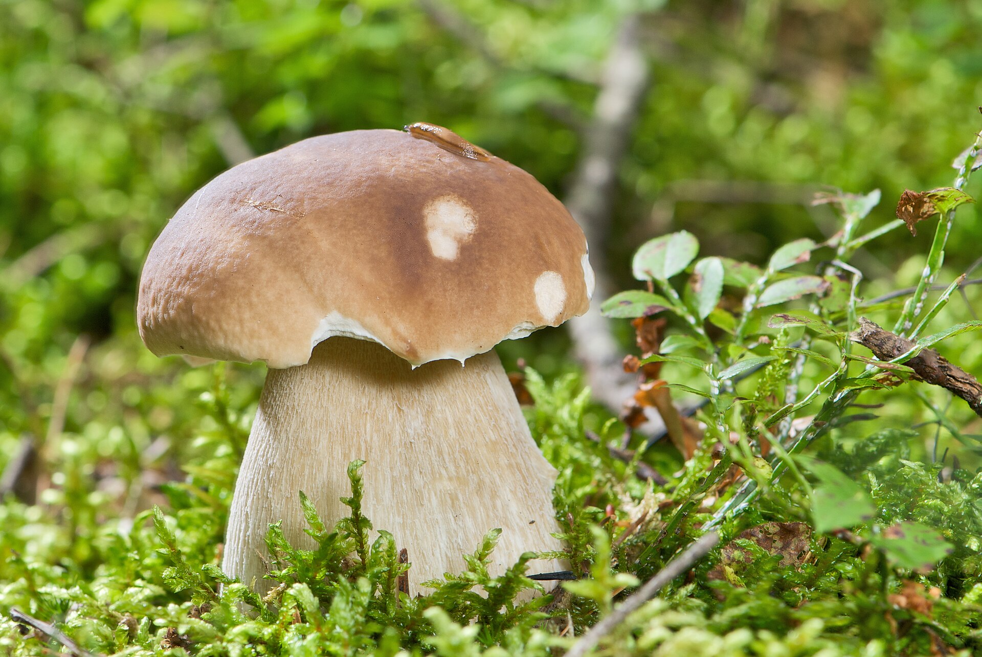Cèpe de Bordeaux (Boletus edulis)