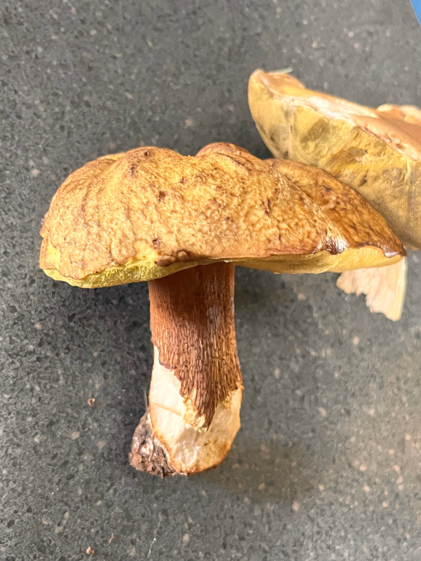 Boletus fibrillosus (Boletus fibrillosus)