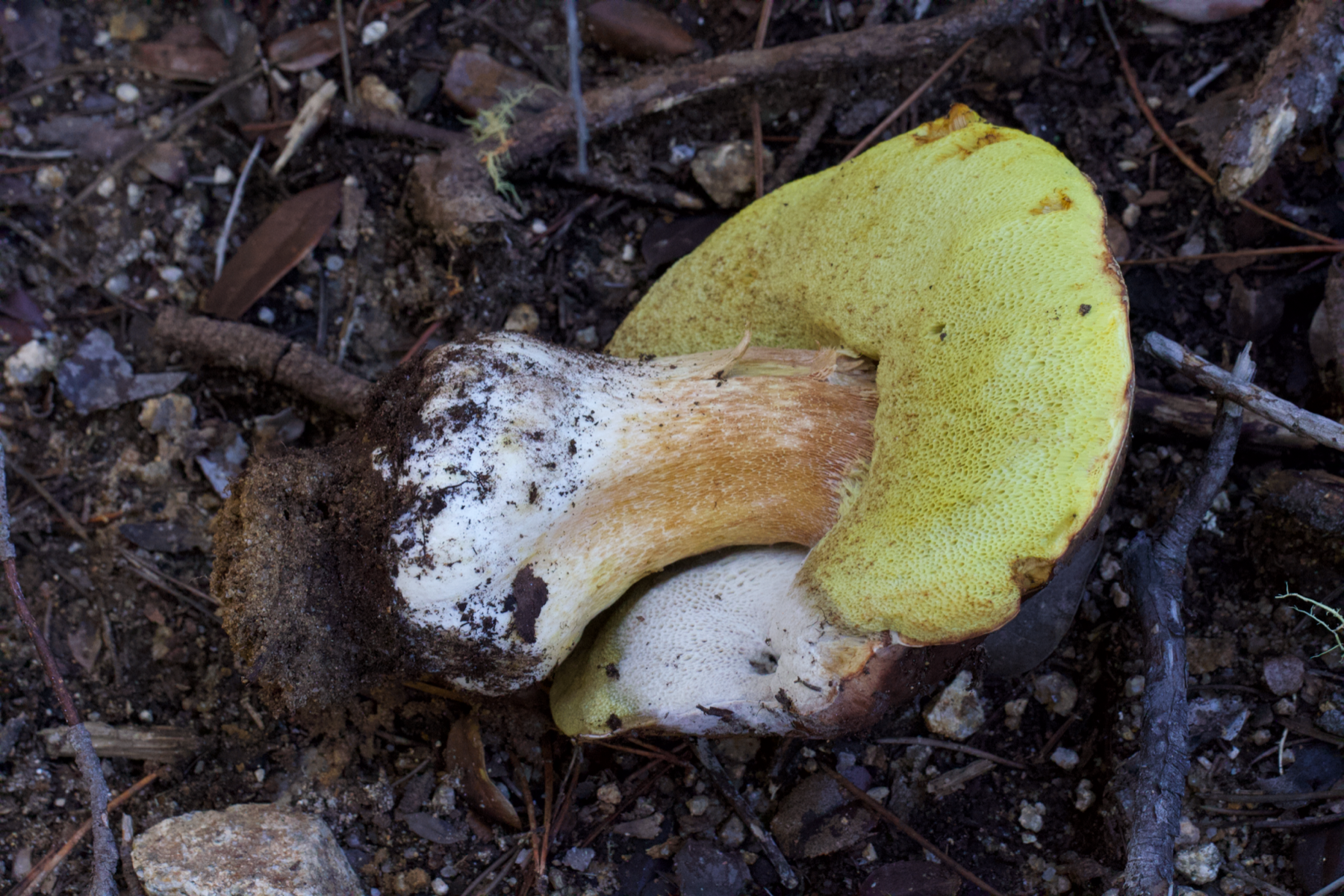 Boletus regineus (Boletus regineus)