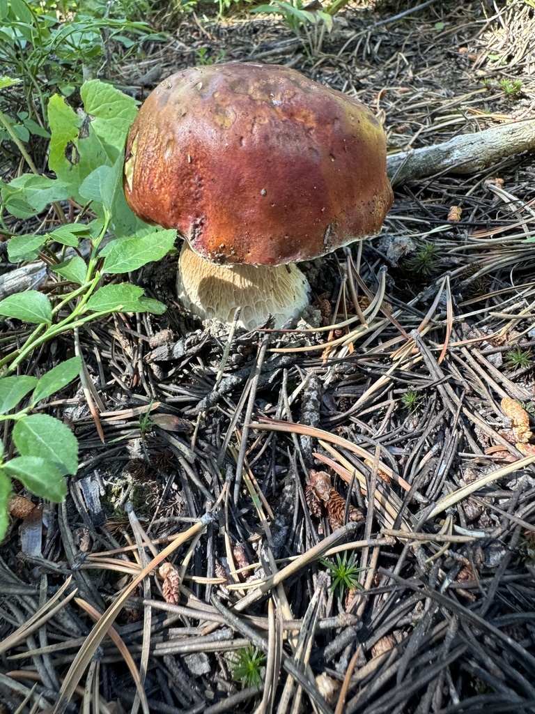 Boletus rubriceps (Boletus rubriceps)