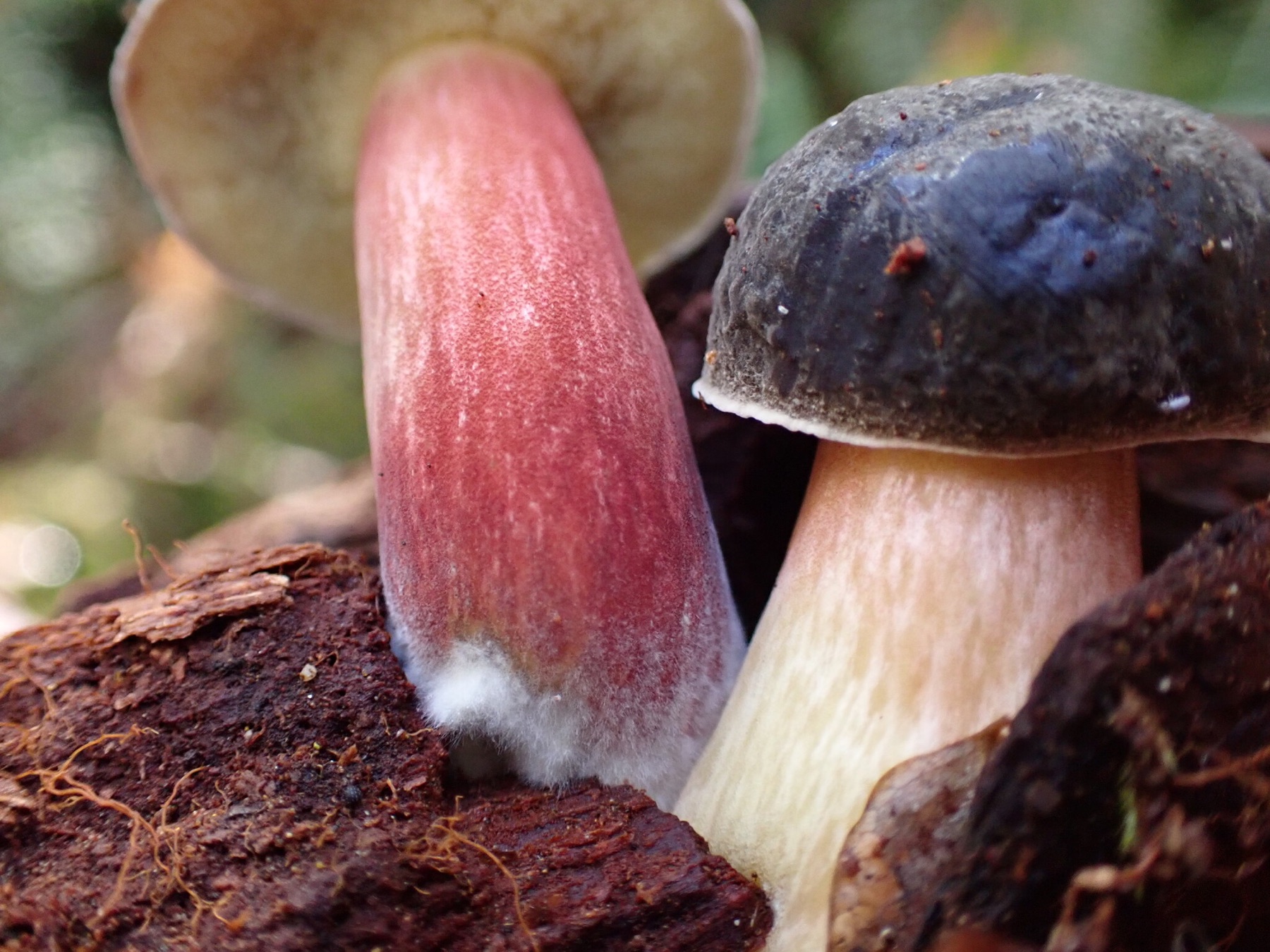 Bollet de Zeller (Xerocomellus zelleri)
