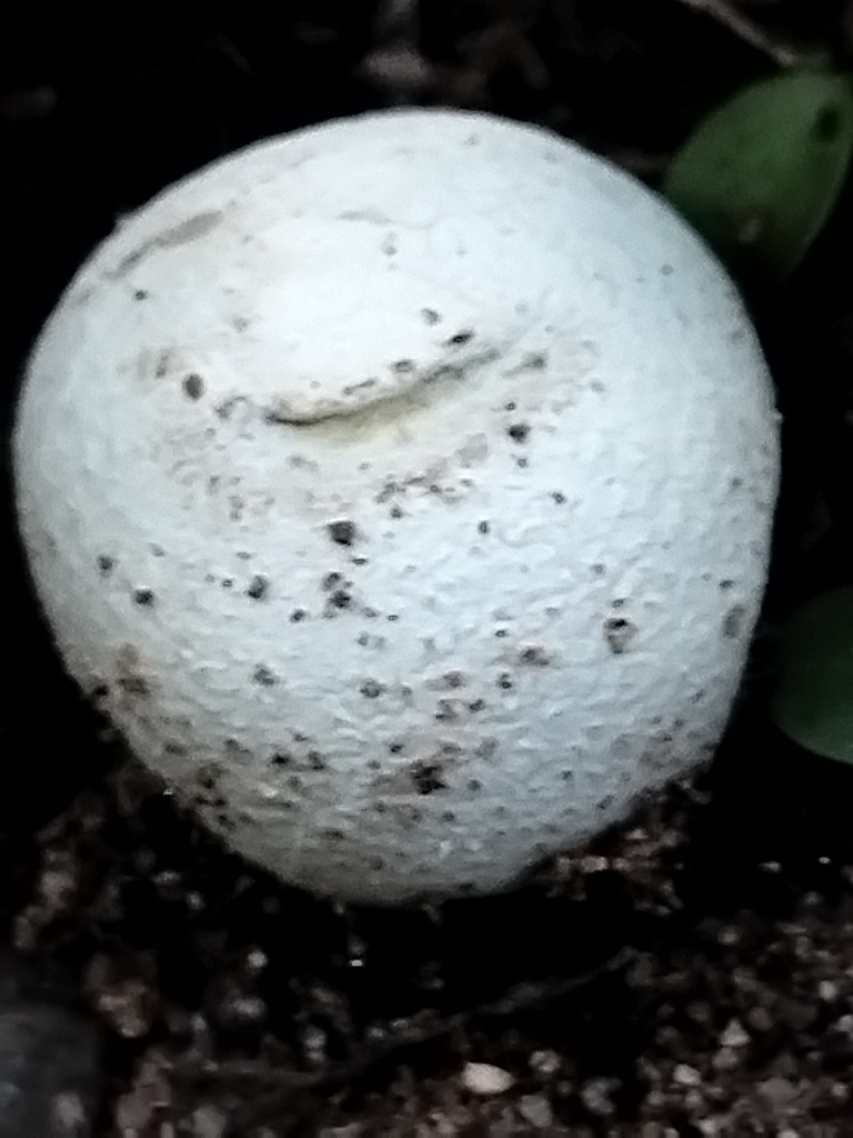 Boviste plombée (Bovista plumbea)