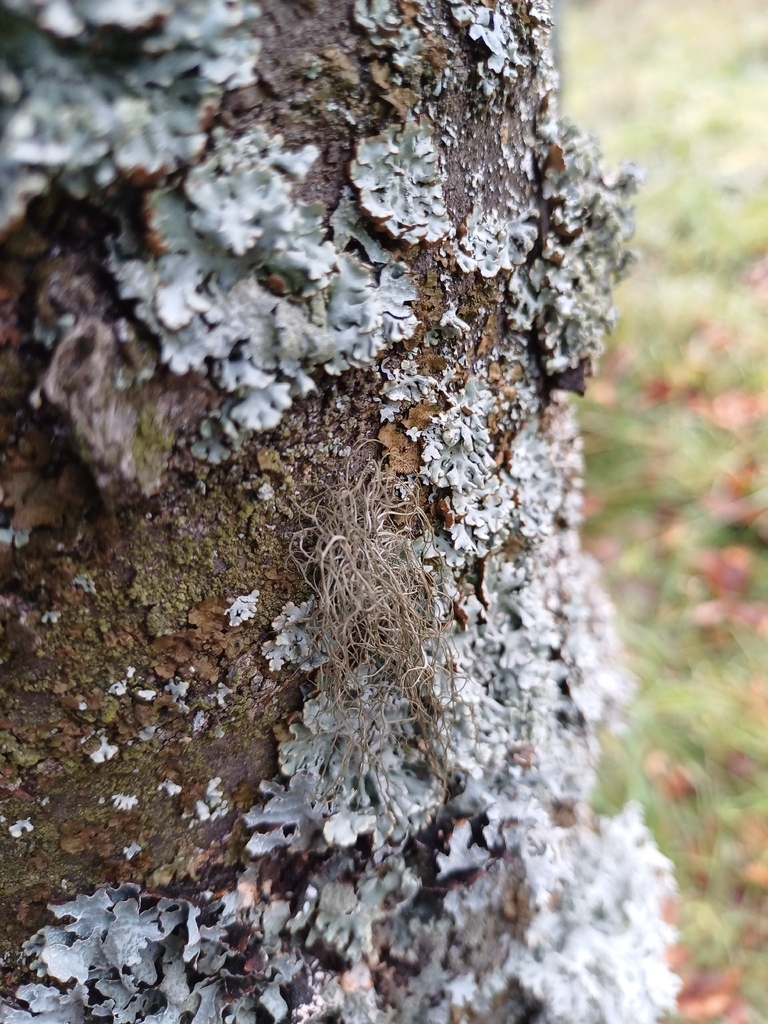 Bryorie fauve (Bryoria fuscescens)