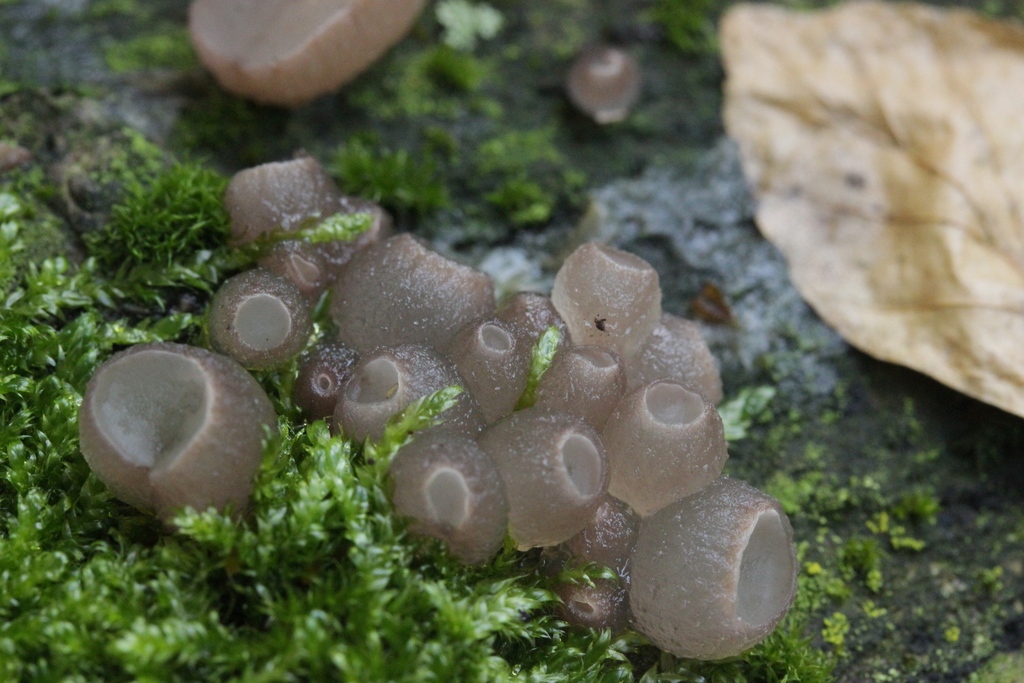 Bulgarie pure (Neobulgaria pura)