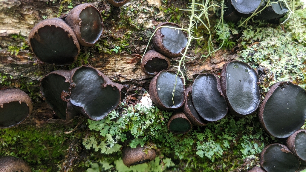 Bulgarie salissante (Bulgaria inquinans)