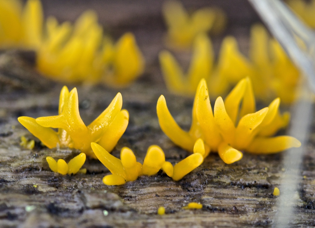 Calocère cornée (Calocera cornea)