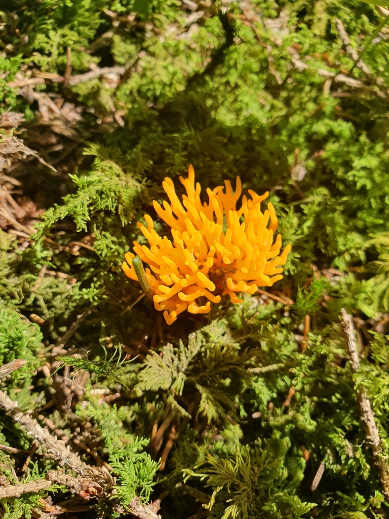Calocère visqueuse (Calocera viscosa)
