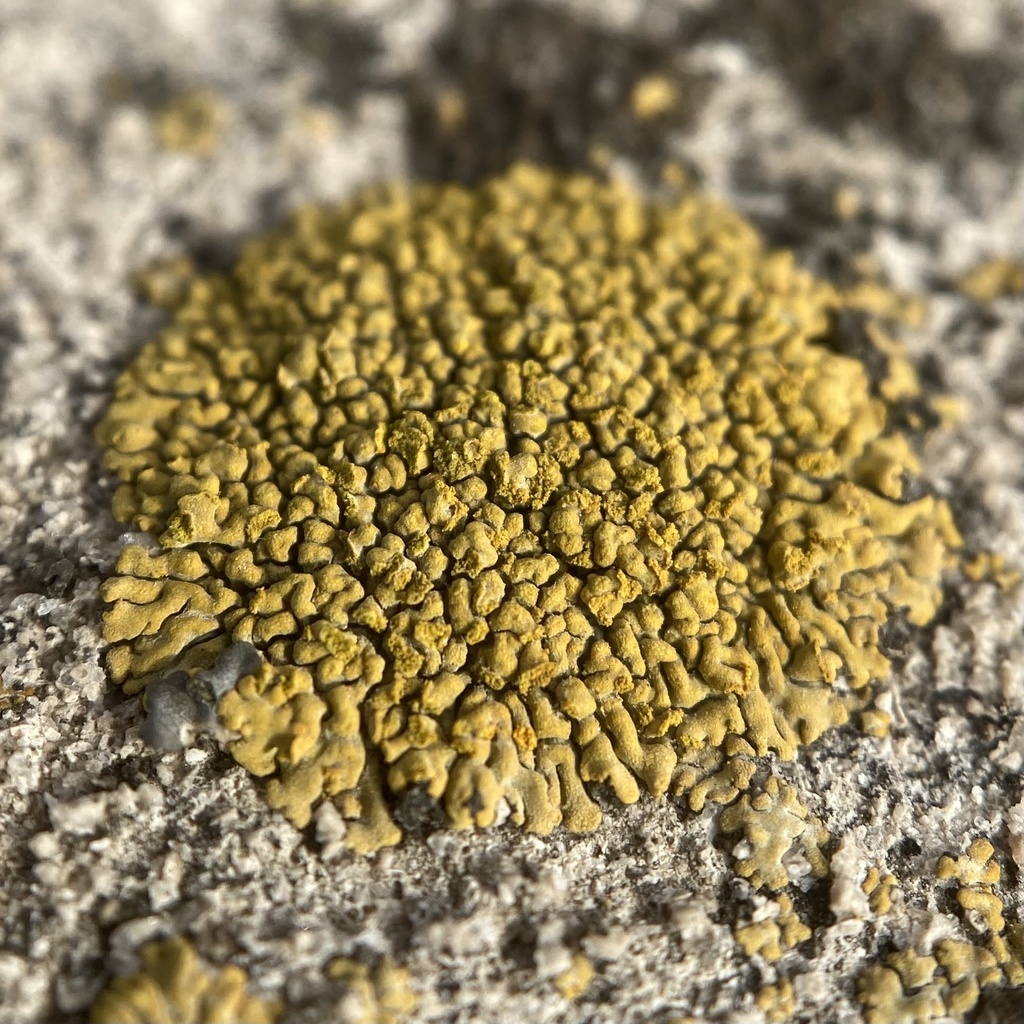 Calogaya decipiens (Calogaya decipiens)