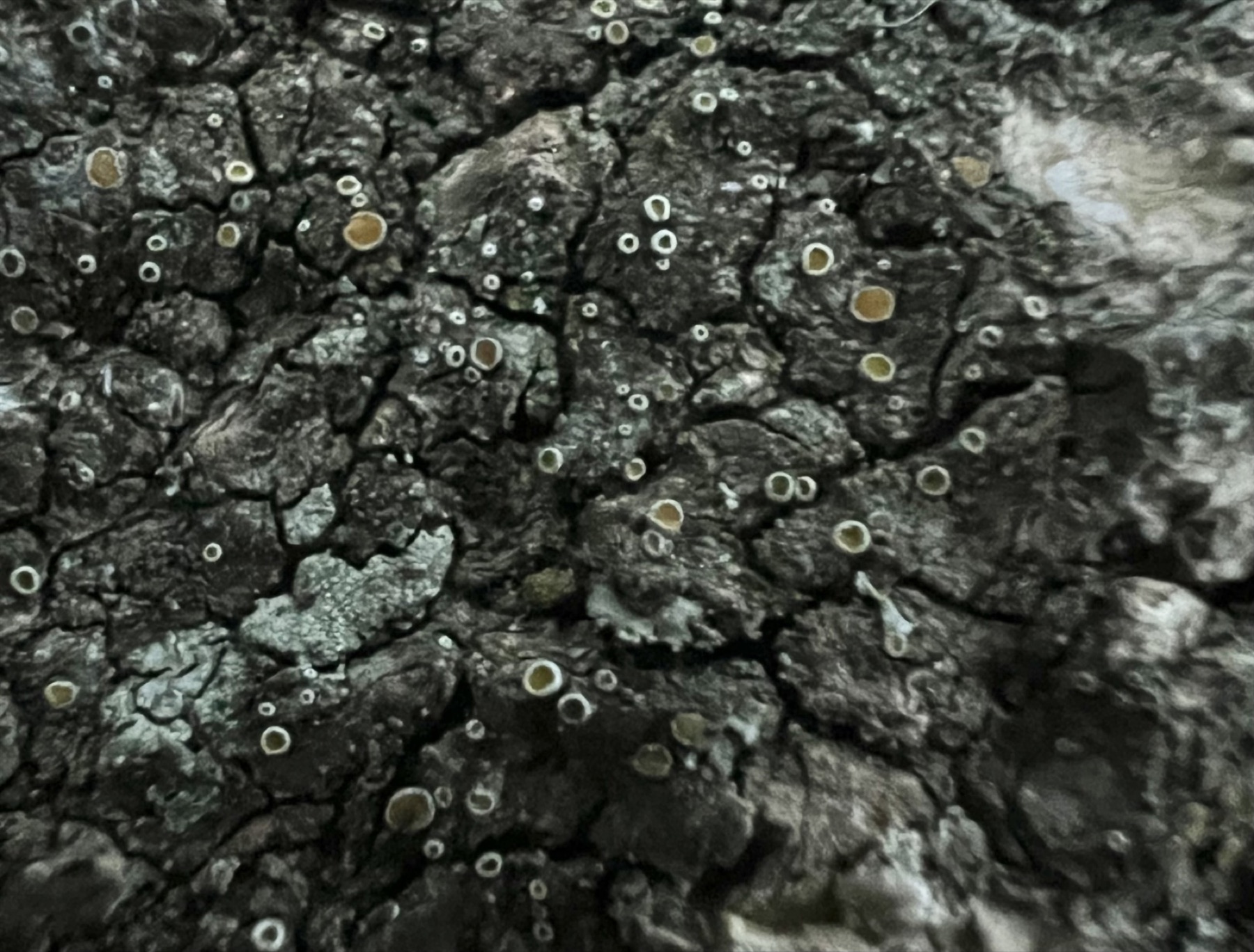 Caloplaque cireuse (Caloplaca cerina)