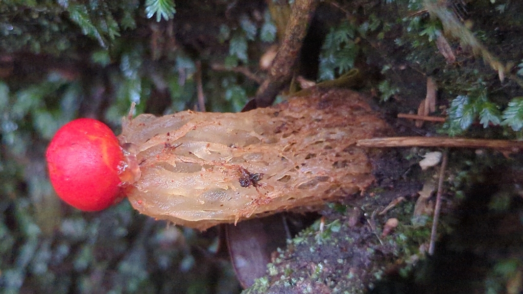 Calostoma cinnabarinum (Calostoma cinnabarinum)