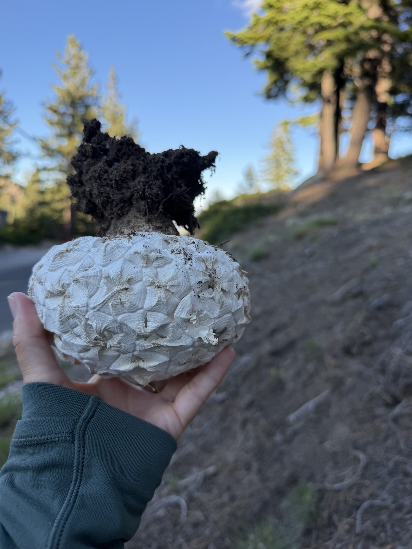 Calvatia sculpta (Calvatia sculpta)