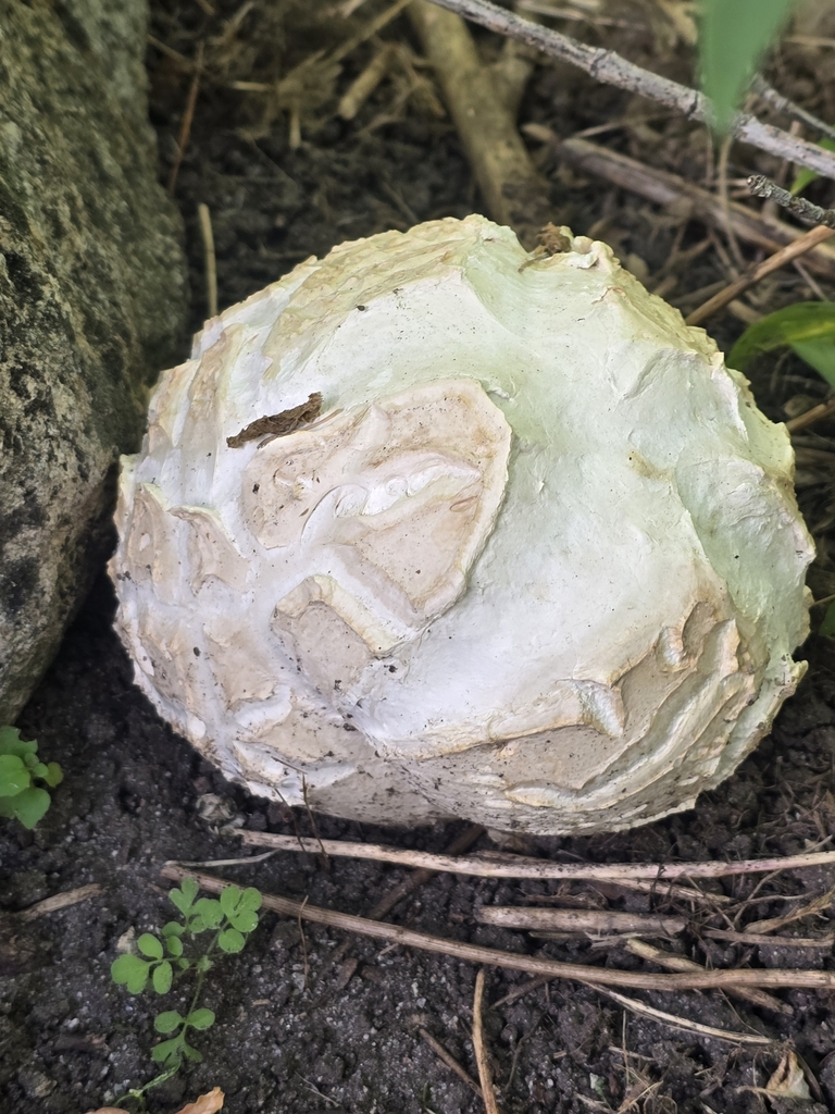 Calvatie de Boon (Calvatia booniana)