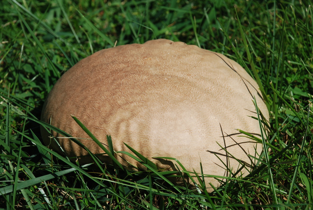 Calvatie en cyathe (Calvatia cyathiformis)