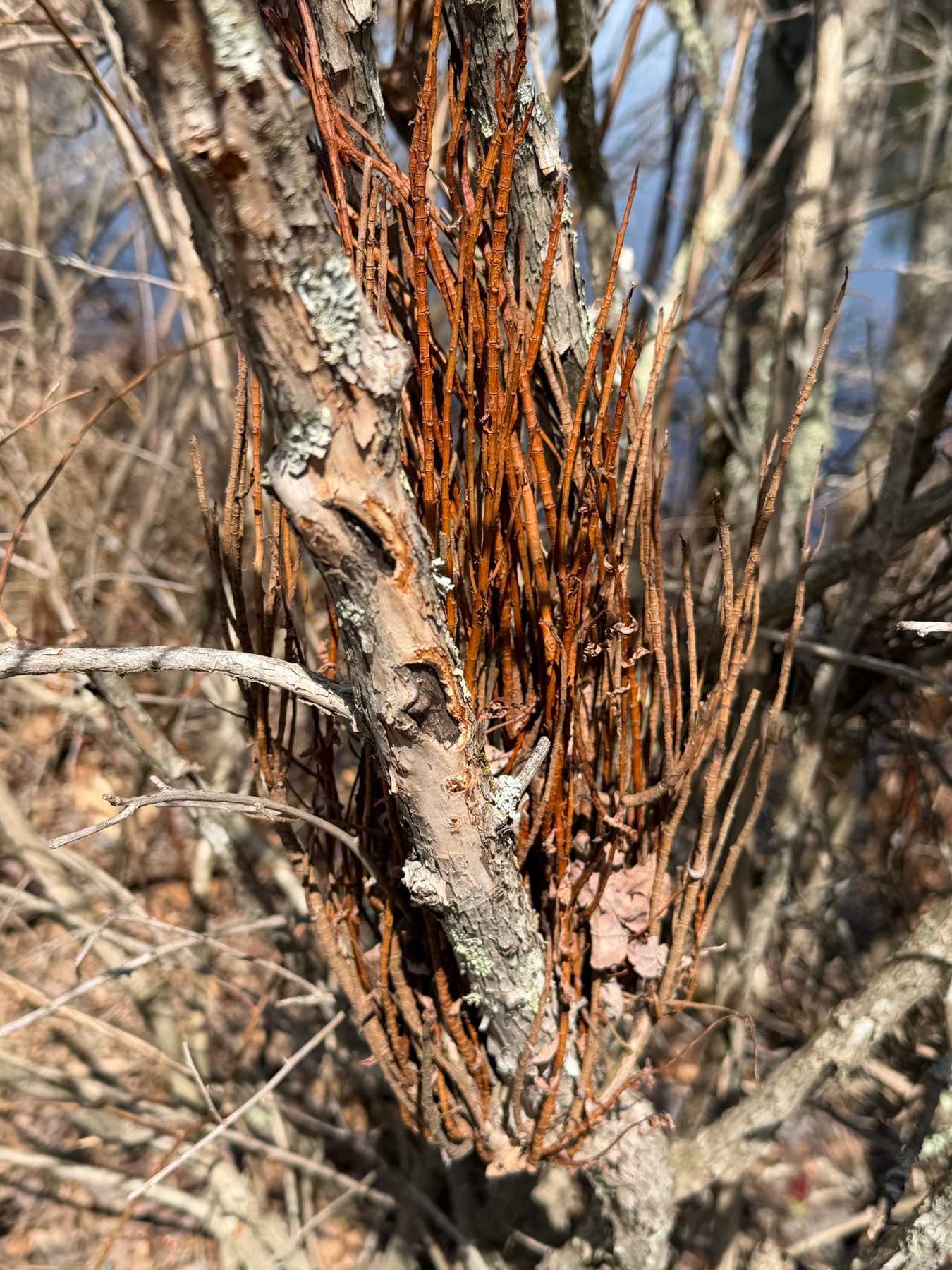 Calyptospora columnaris (Calyptospora columnaris)