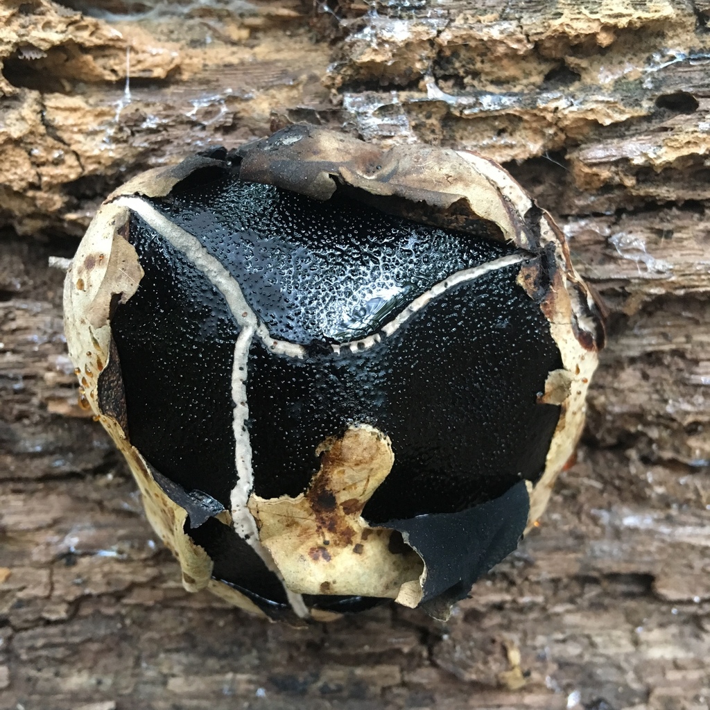 Camarops petersii (Camarops petersii)