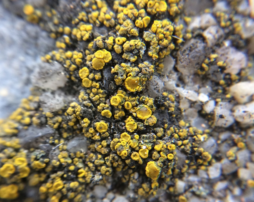 Candelariella aurella (Candelariella aurella)