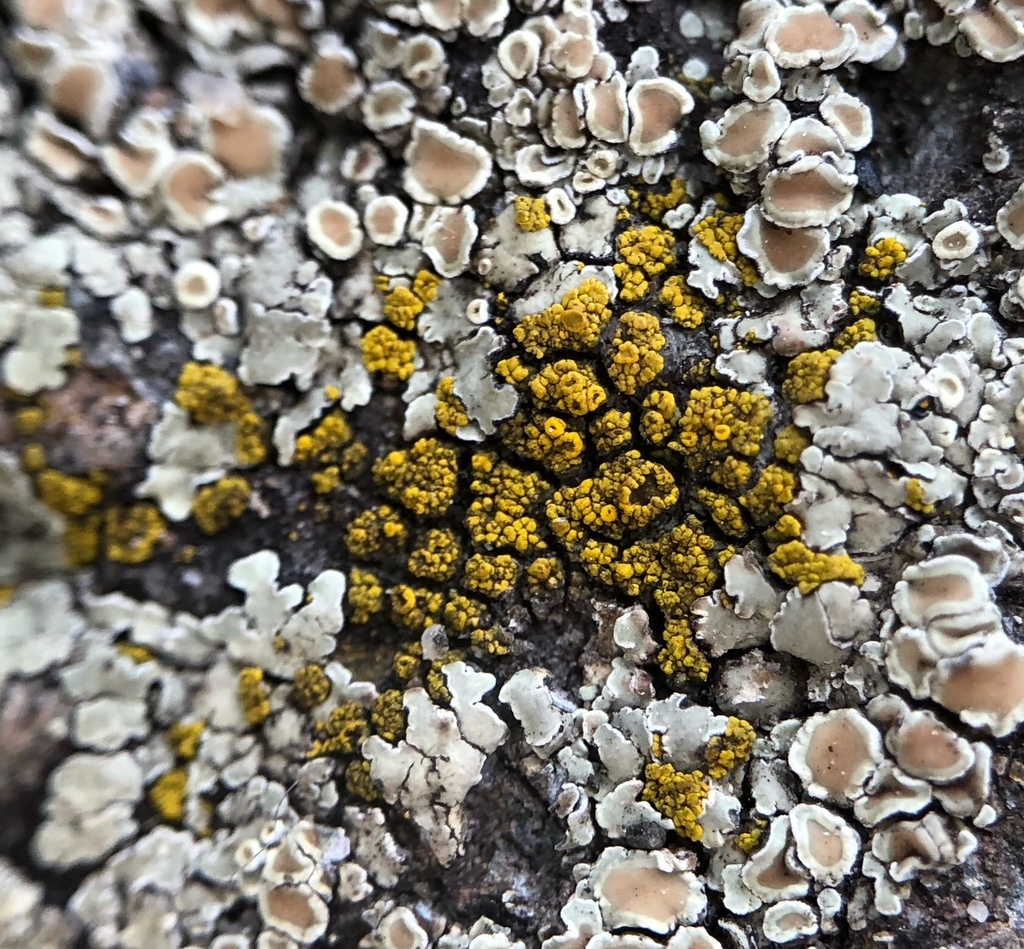 Candelarielle jaune d'oeuf (Candelariella vitellina)