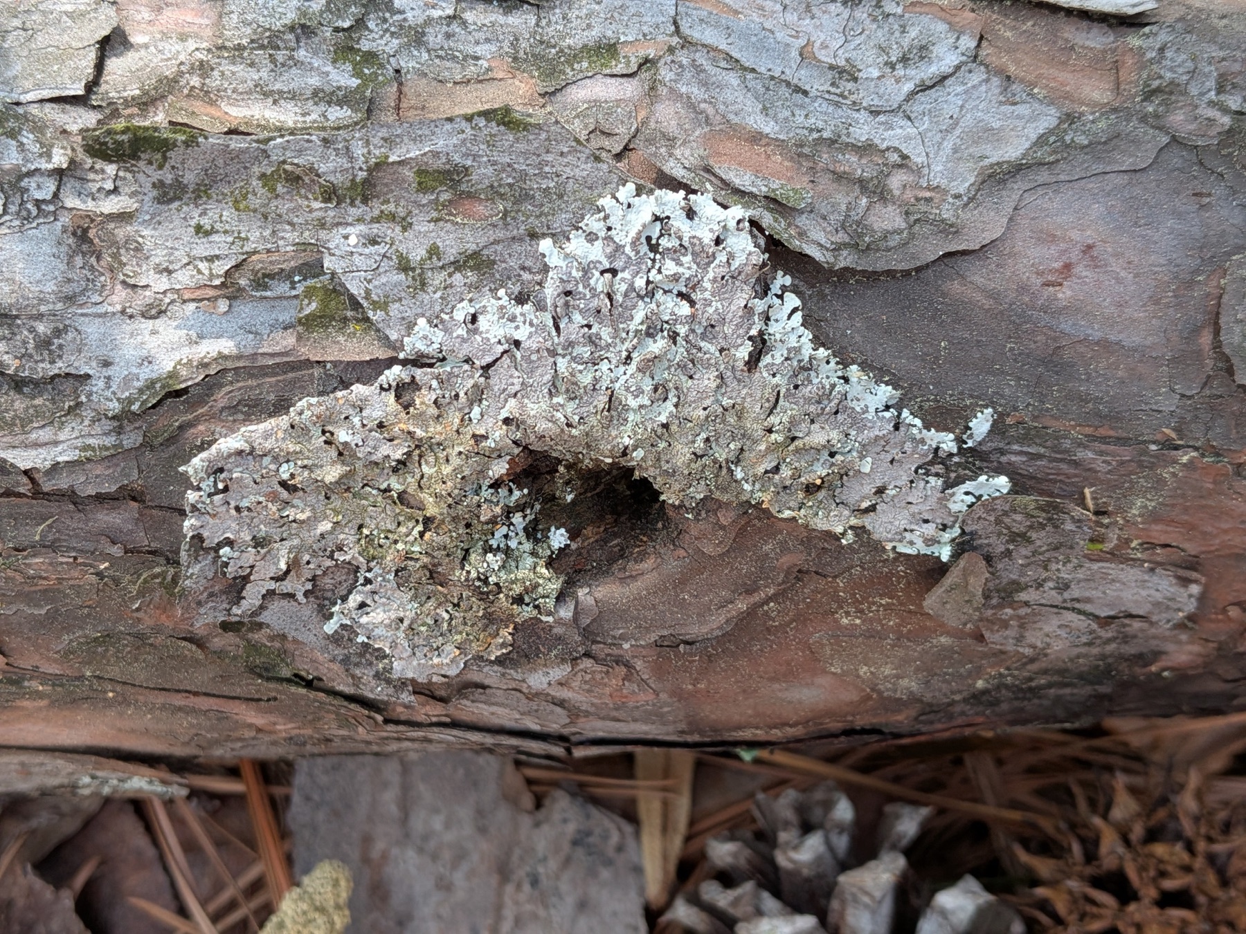 Canoparmelia texana (Canoparmelia texana)