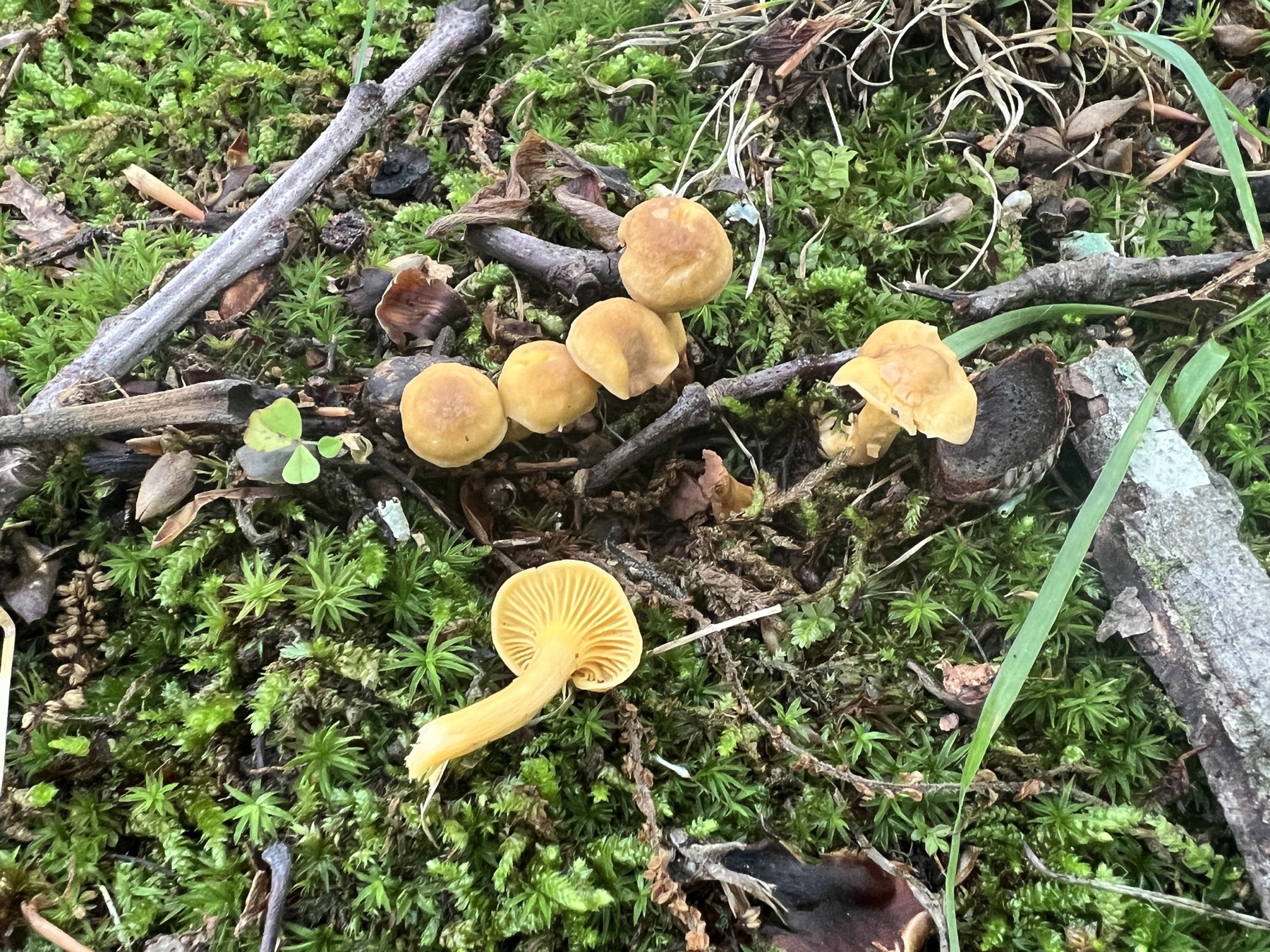 Cantharellus appalachiensis (Cantharellus appalachiensis)