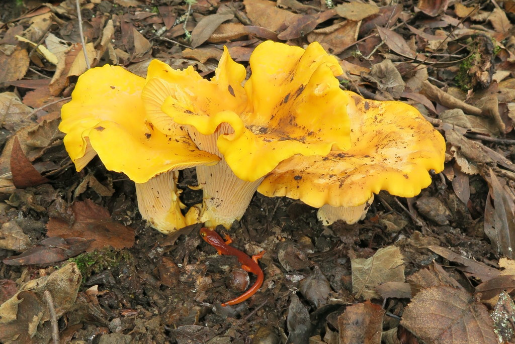 Cantharellus californicus (Cantharellus californicus)