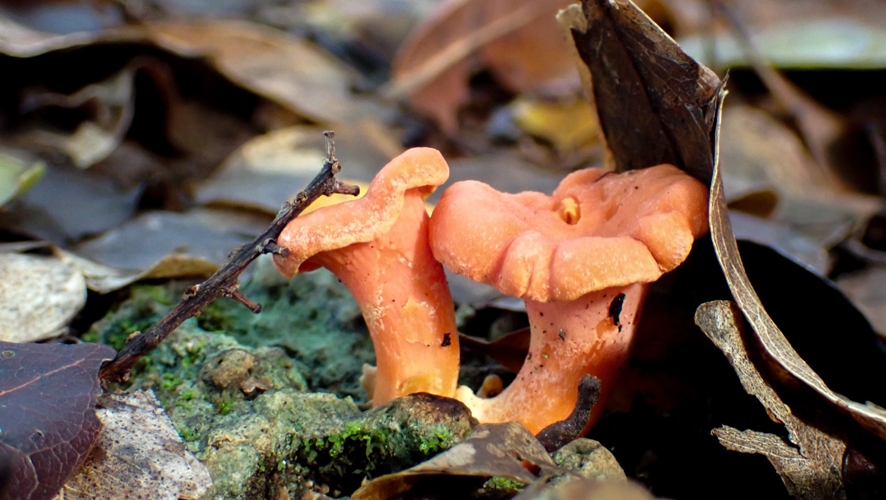 Cantharellus coccolobae (Cantharellus coccolobae)