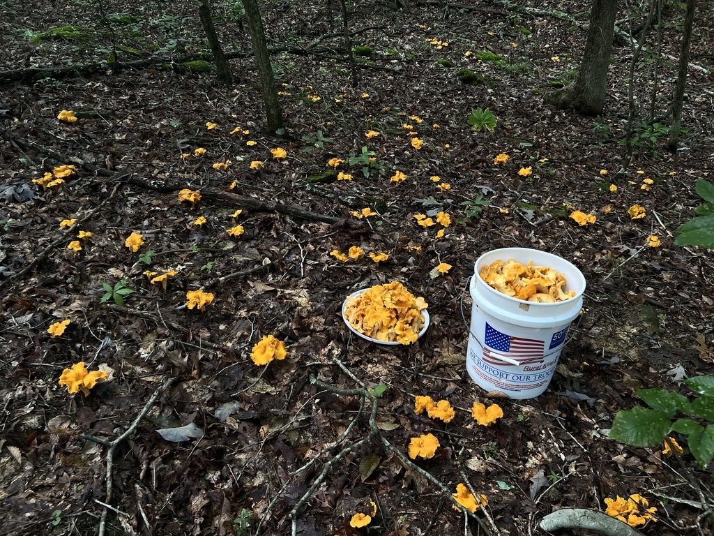 Cantharellus flavolateritius (Cantharellus flavolateritius)