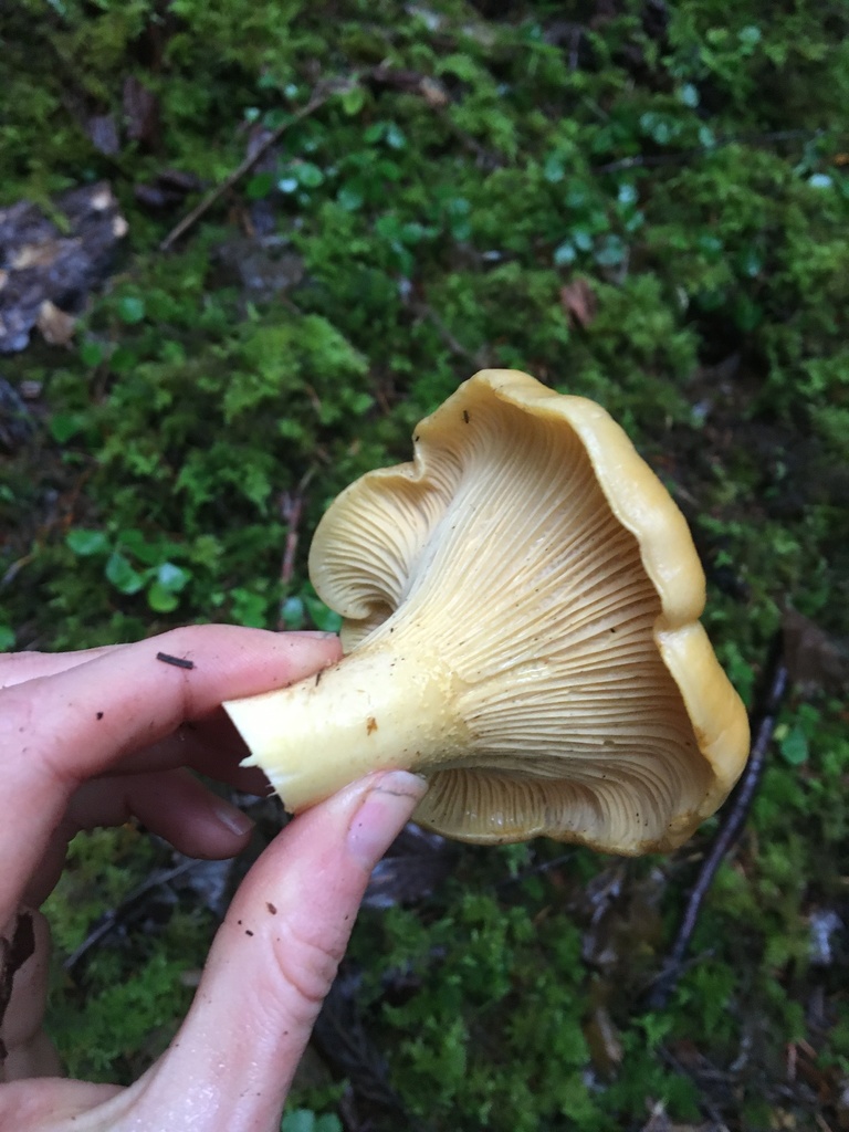 Cantharellus formosus (Cantharellus formosus)