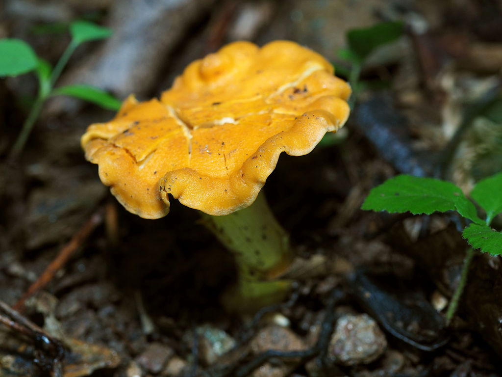 Cantharellus lateritius (Cantharellus lateritius)