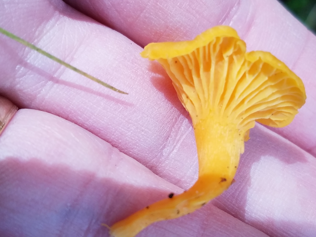 Cantharellus minor (Cantharellus minor)