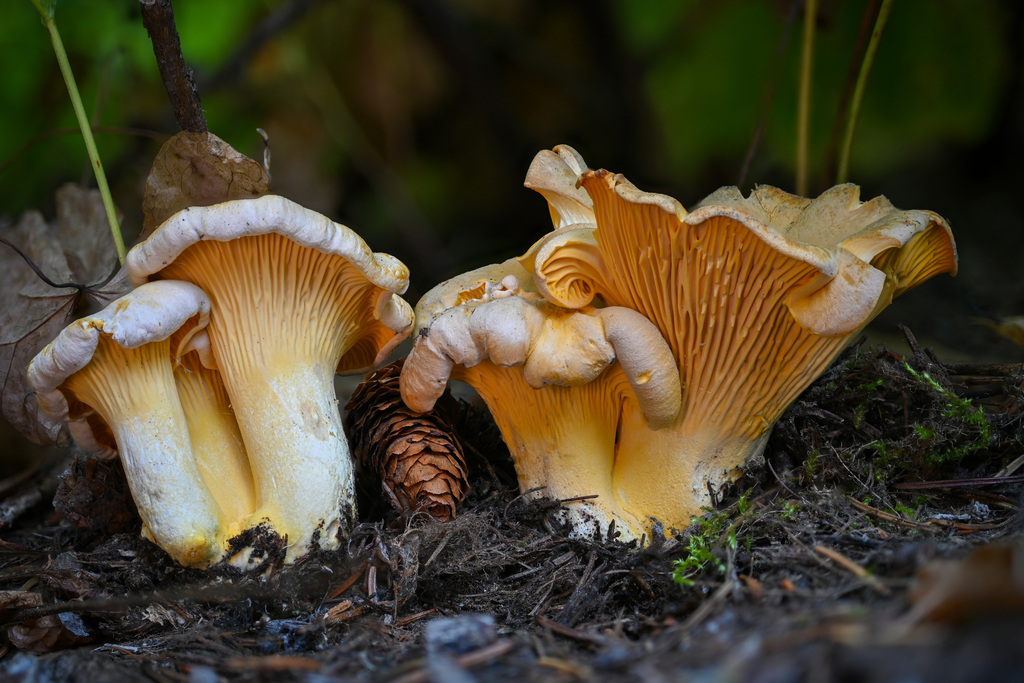 Cantharellus roseocanus (Cantharellus roseocanus)