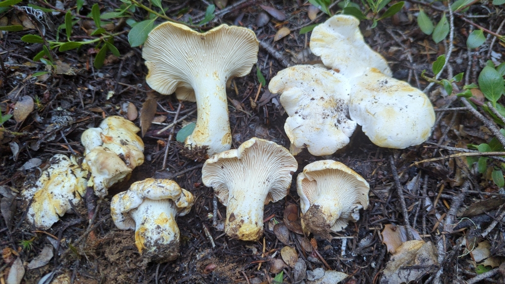Cantharellus subalbidus (Cantharellus subalbidus)