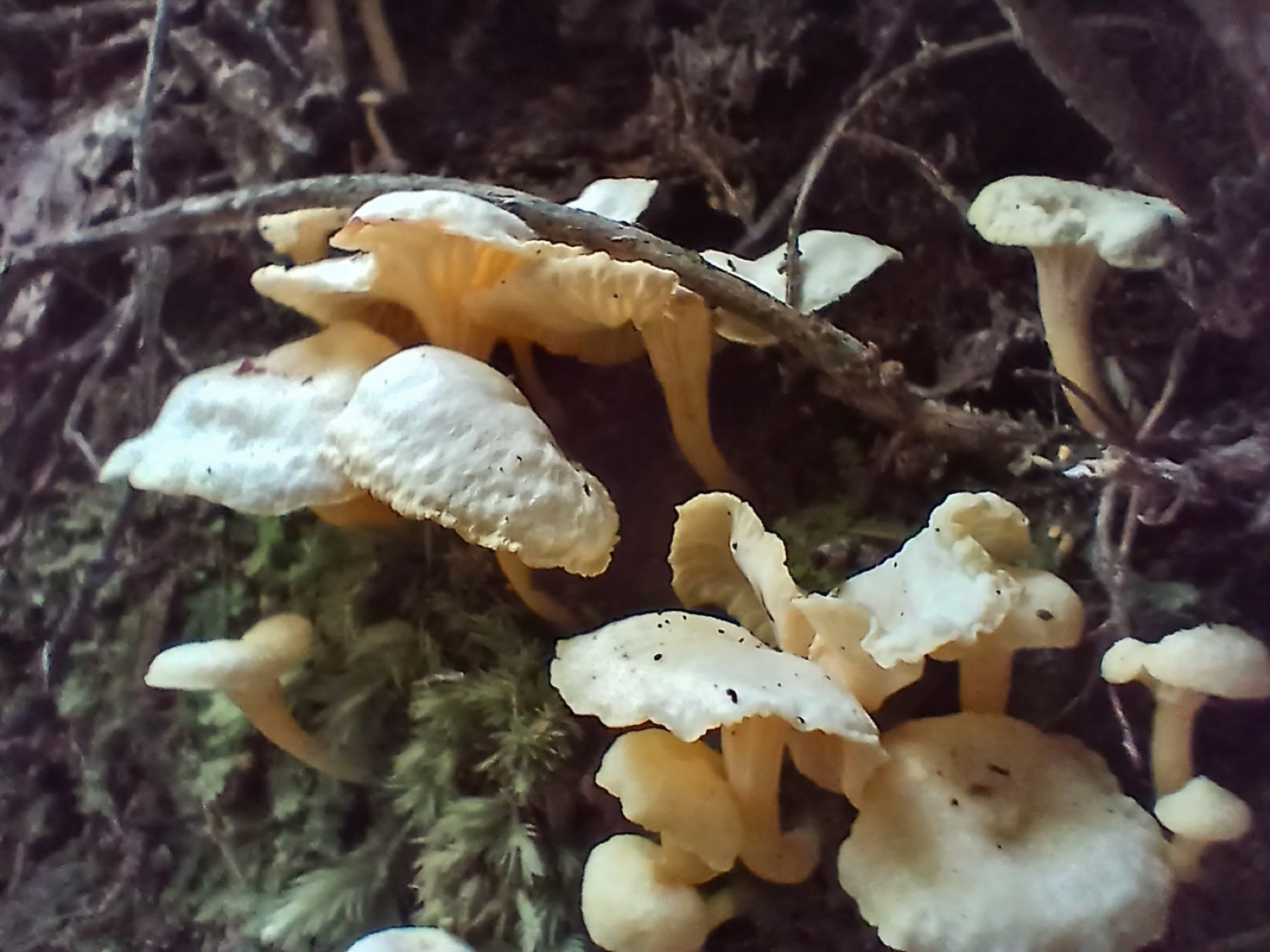 Cantharellus wellingtonensis (Cantharellus wellingtonensis)