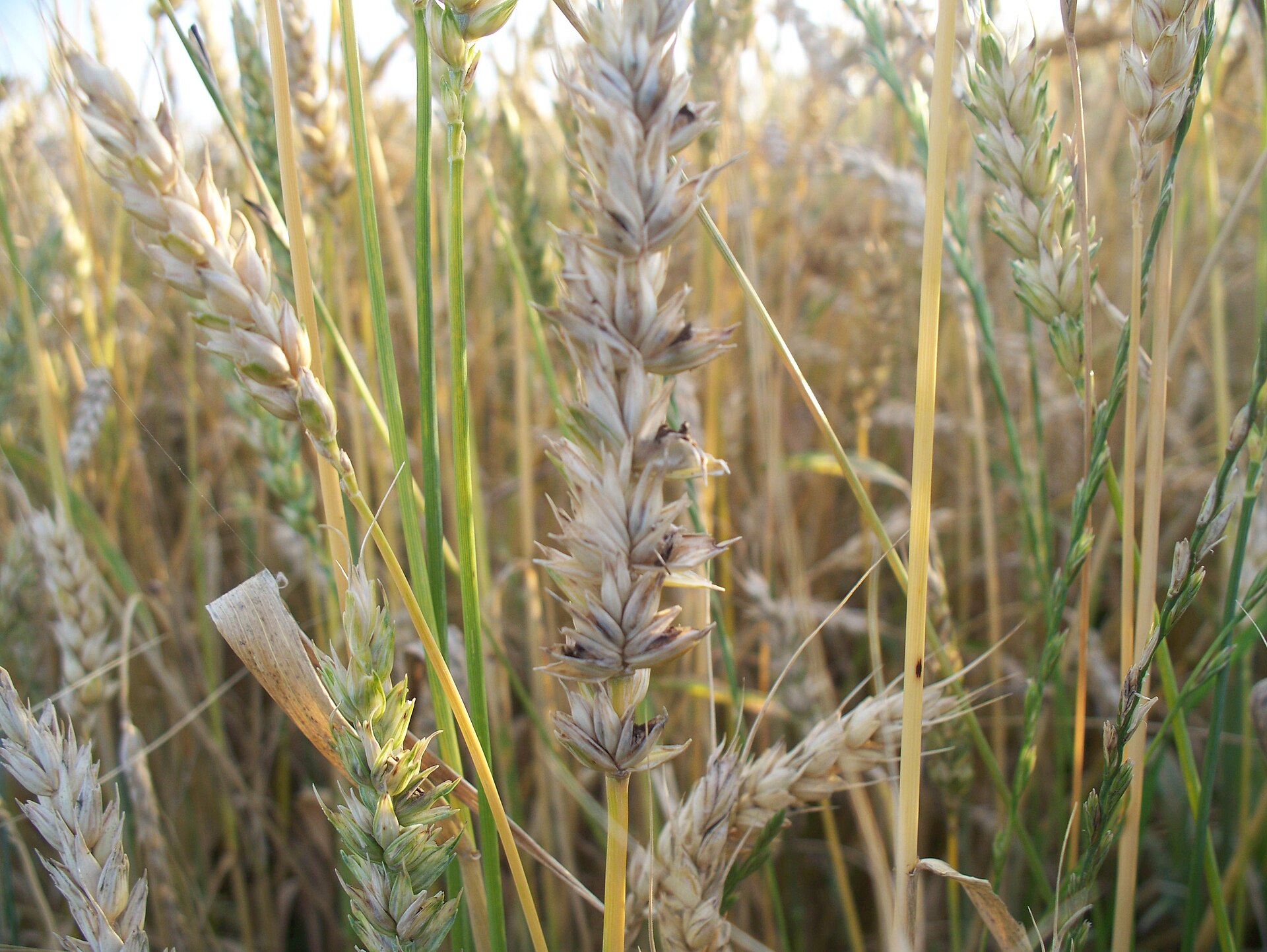 Carie du blé (Tilletia caries)