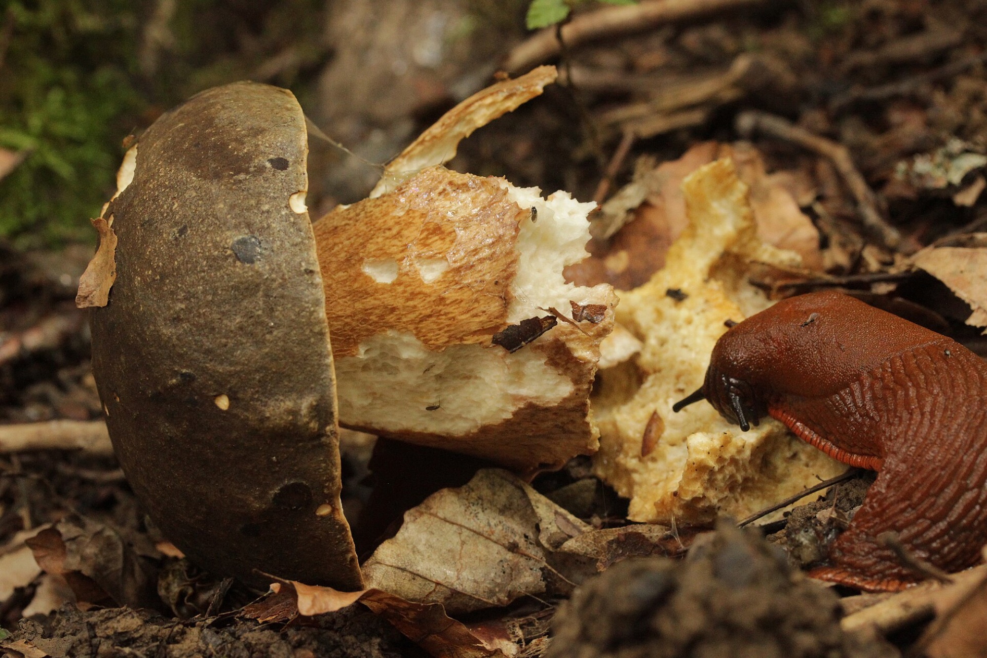 Cèpe bronzé (Boletus aereus)