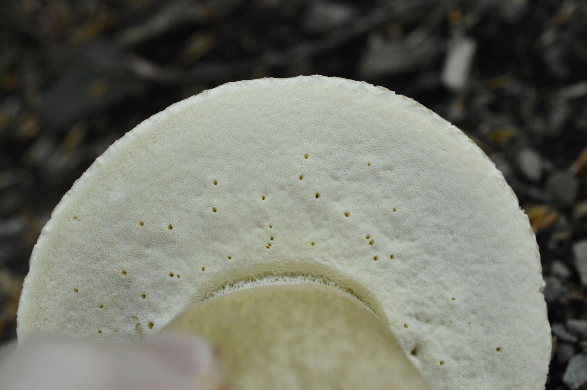 Cèpe d’été (Boletus reticulatus)