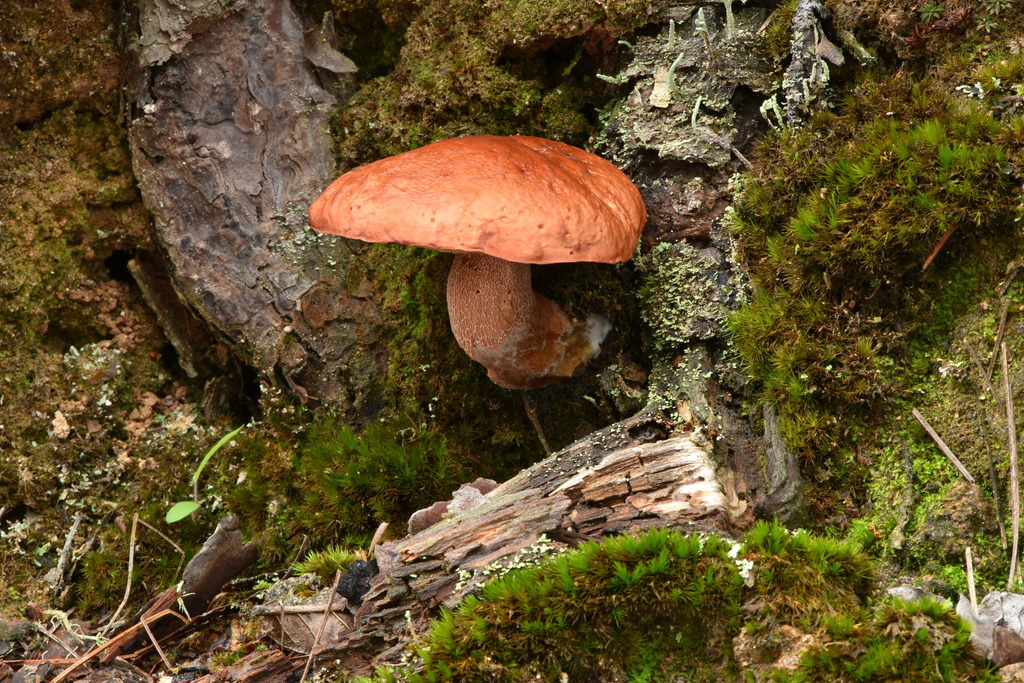 Cèpe des pins (Boletus pinophilus)