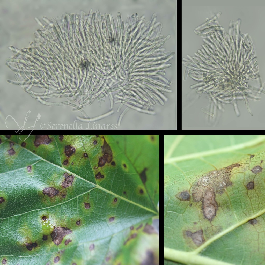Cercospora moricola (Cercospora moricola)