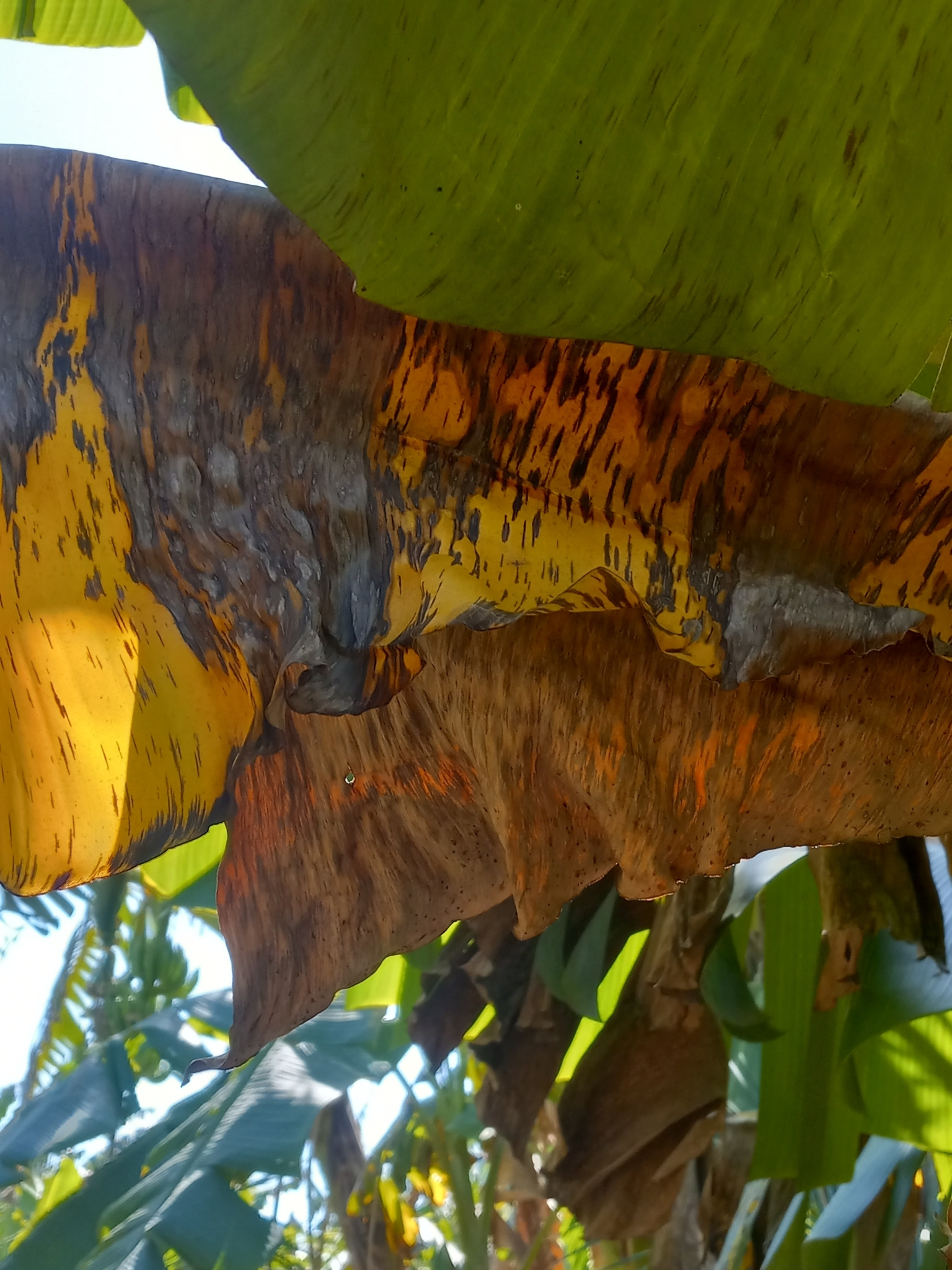 Cercosporiose noire du bananier (Pseudocercospora fijiensis)