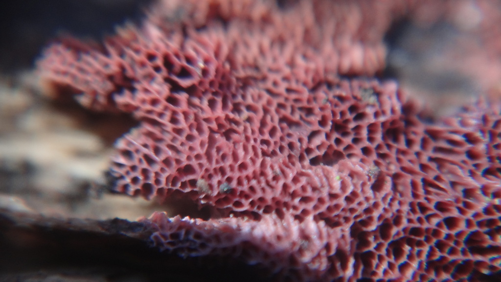 Cériporie pourpre (Ceriporia purpurea)